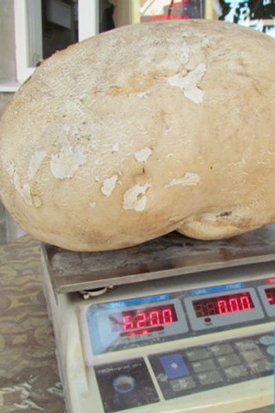 Переплутав з гарбузом: у Запоріжжі пенсіонер знайшов гриб вагою шість кілограмів